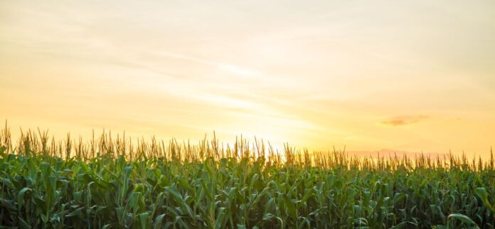 Como as boas práticas agrícolas e tecnologia estão impactando a safra do milho
